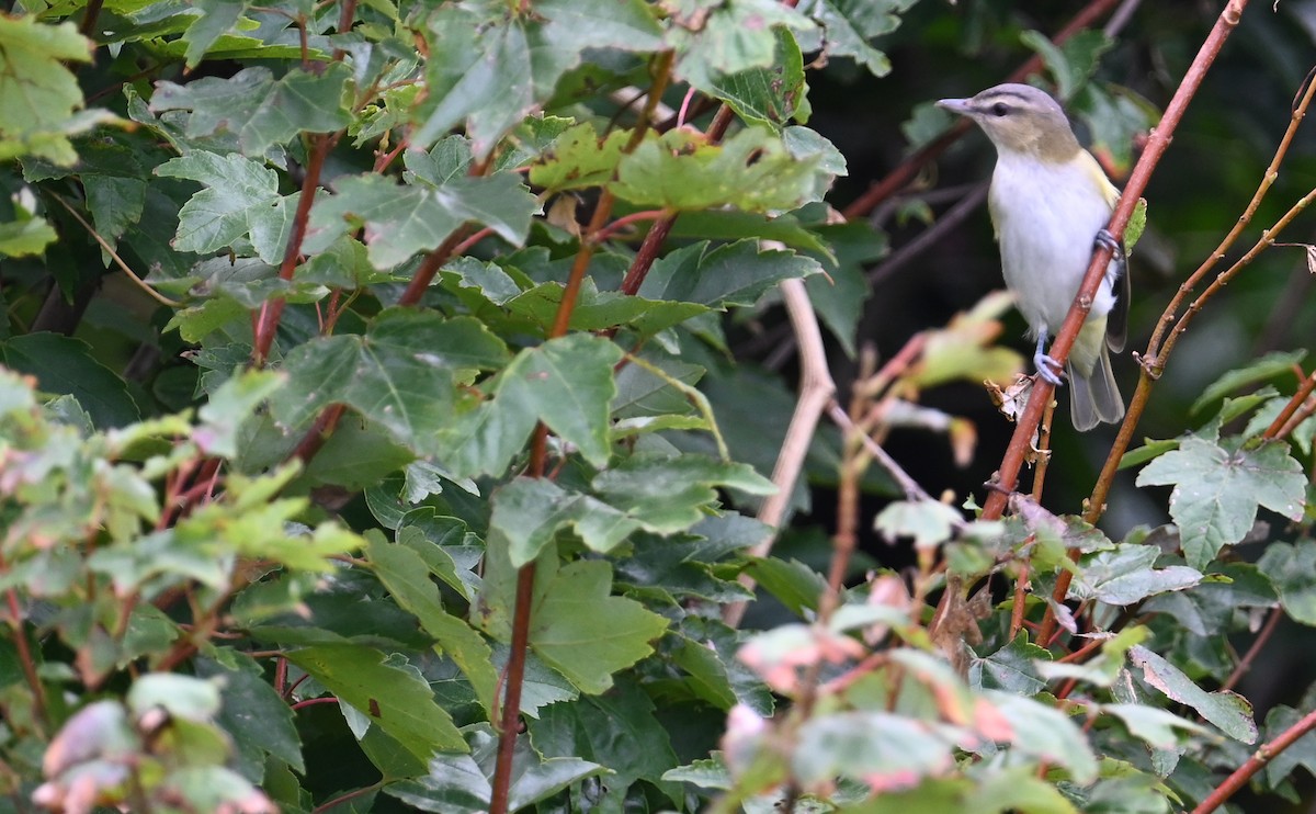 rødøyevireo - ML608850497