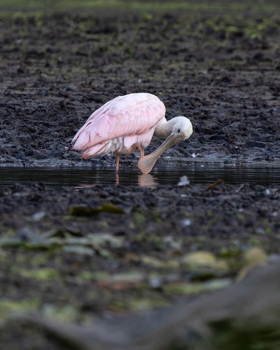 Roseate Spoonbill - ML608850517