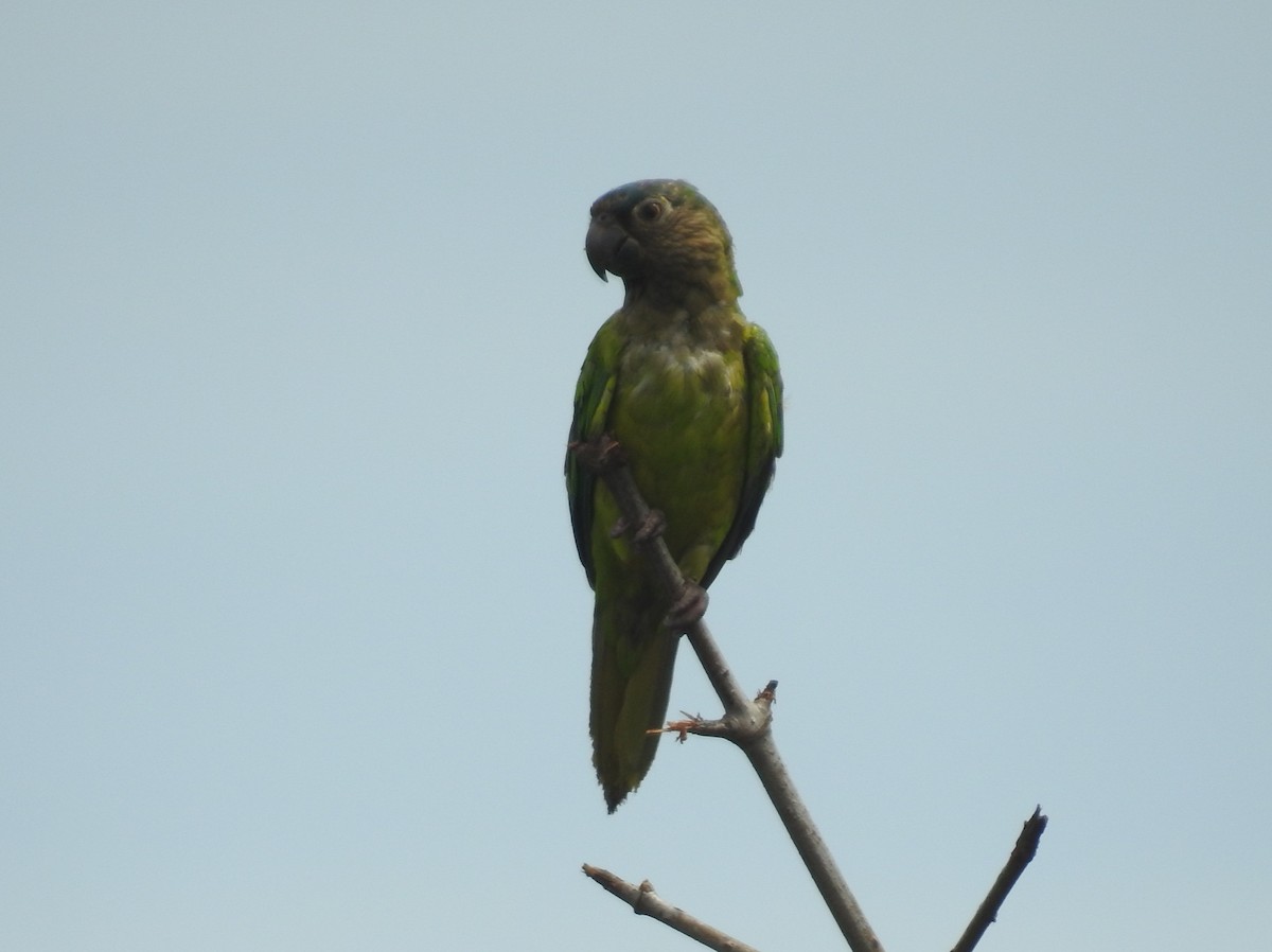 Brown-throated Parakeet - ML608850558