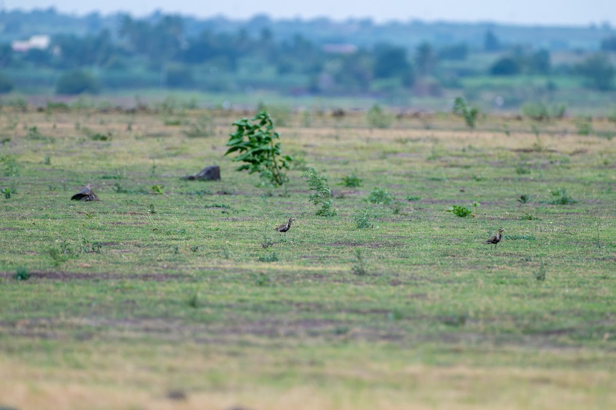 Pacific Golden-Plover - Siva Chandra  AV