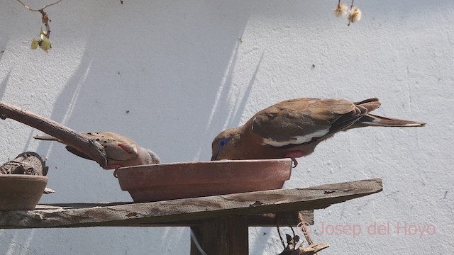 West Peruvian Dove - ML608850754