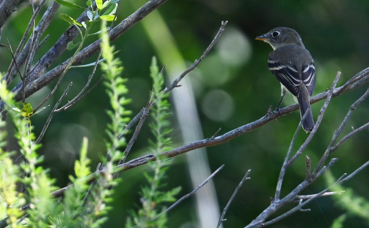 Least Flycatcher - Rob Bielawski