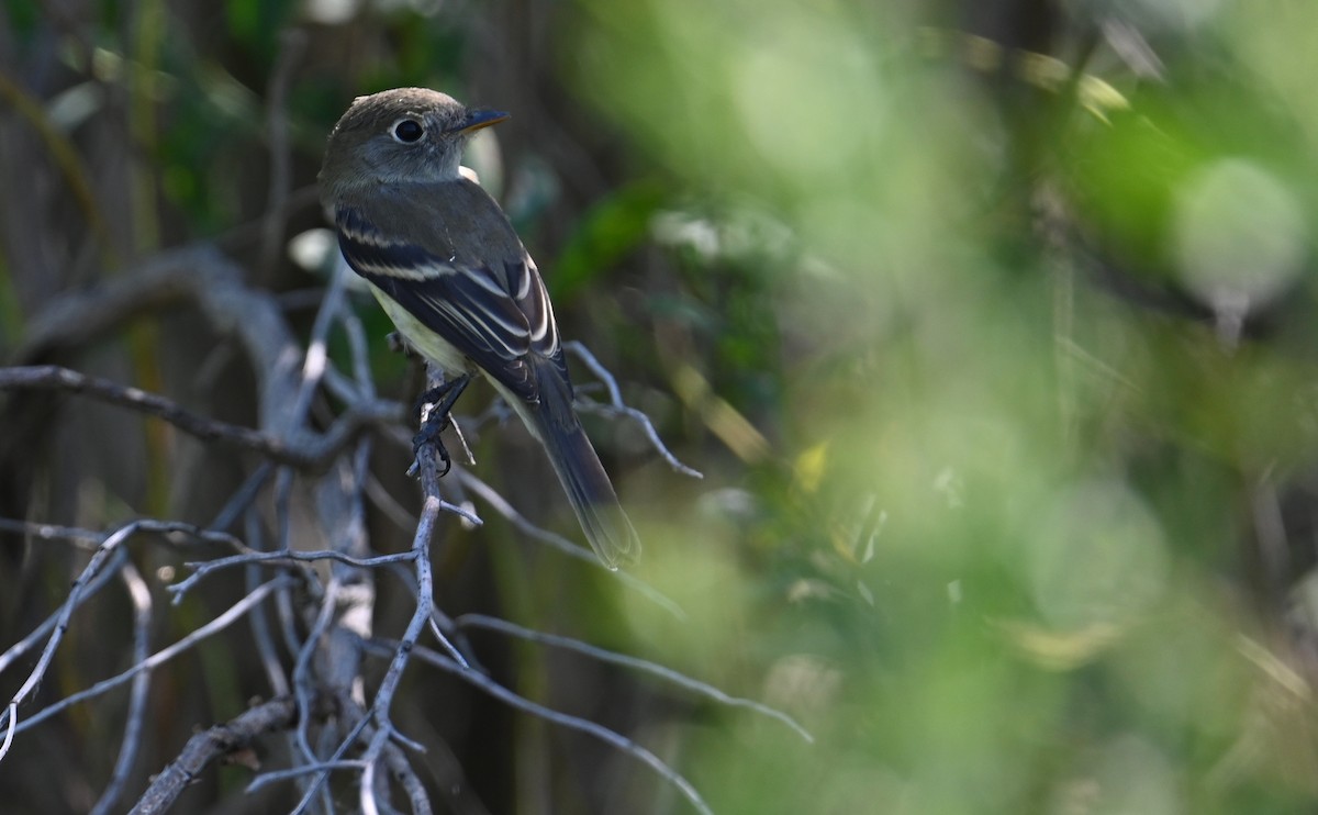 Least Flycatcher - Rob Bielawski