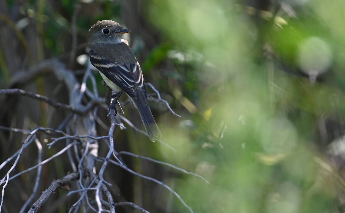 Least Flycatcher - ML608850894