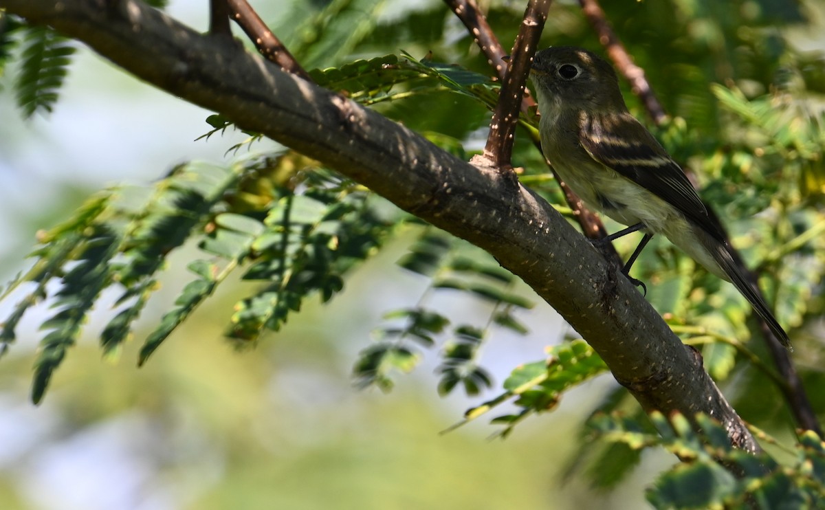 Least Flycatcher - Rob Bielawski