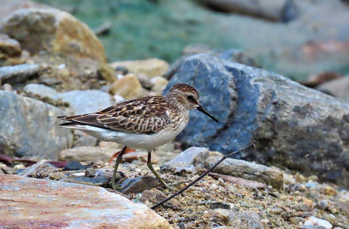 Least Sandpiper - ML608850901