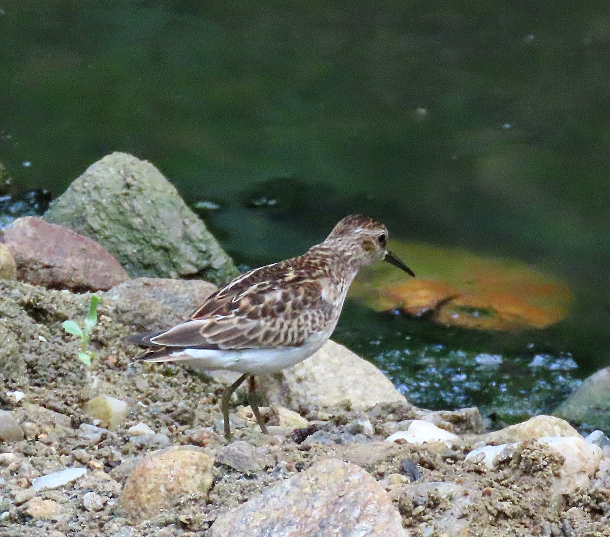 Least Sandpiper - Carolina Molina Pérez