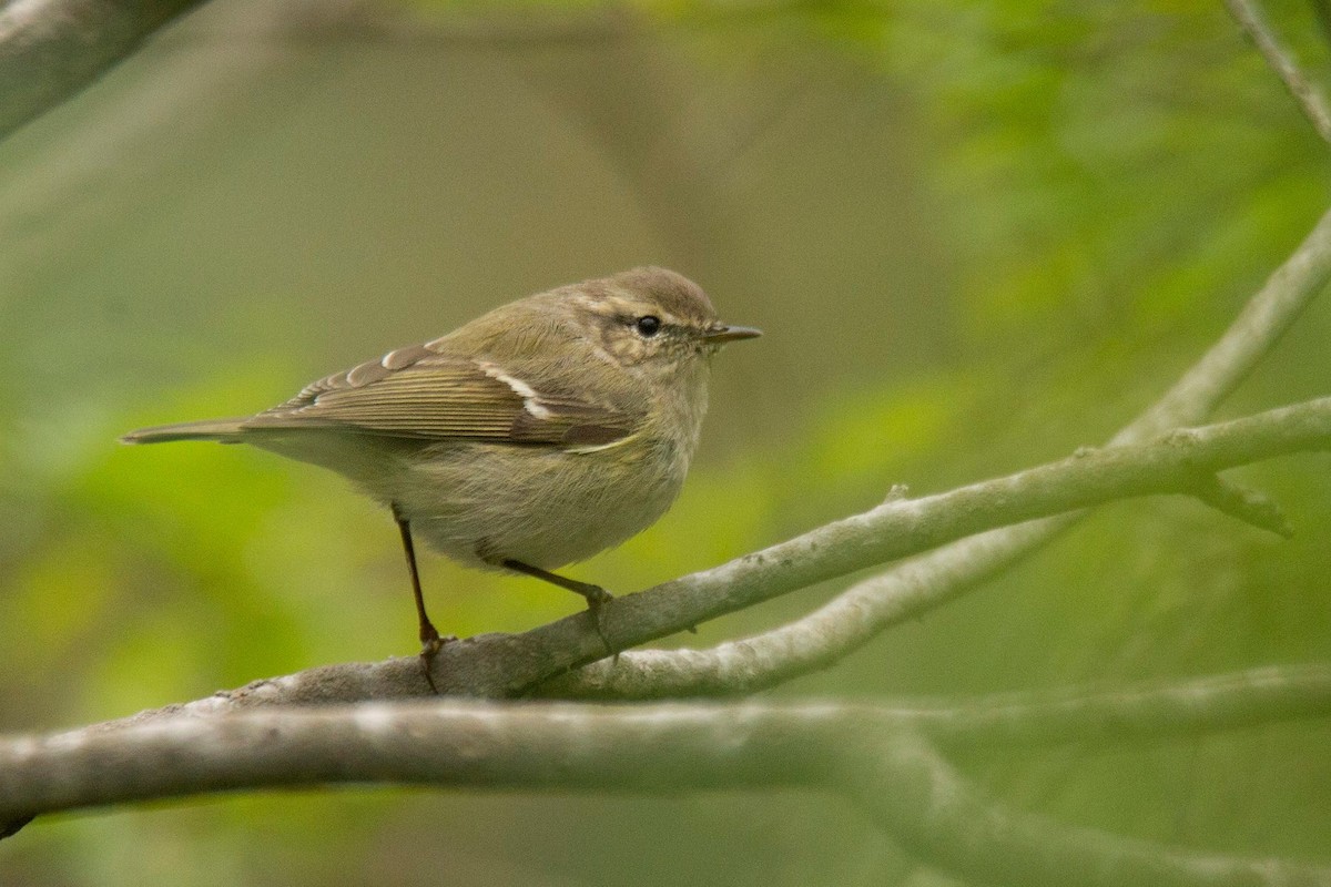 Hume's Warbler - ML608851002