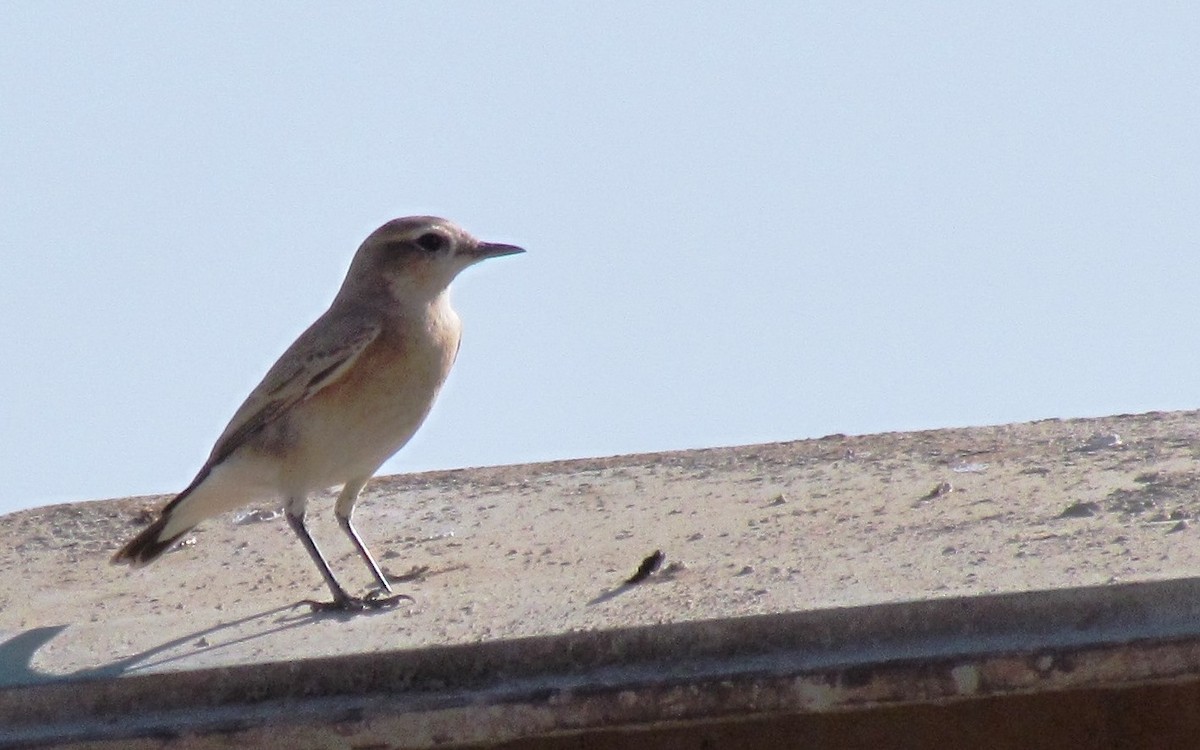 Isabelline Wheatear - ML60885101