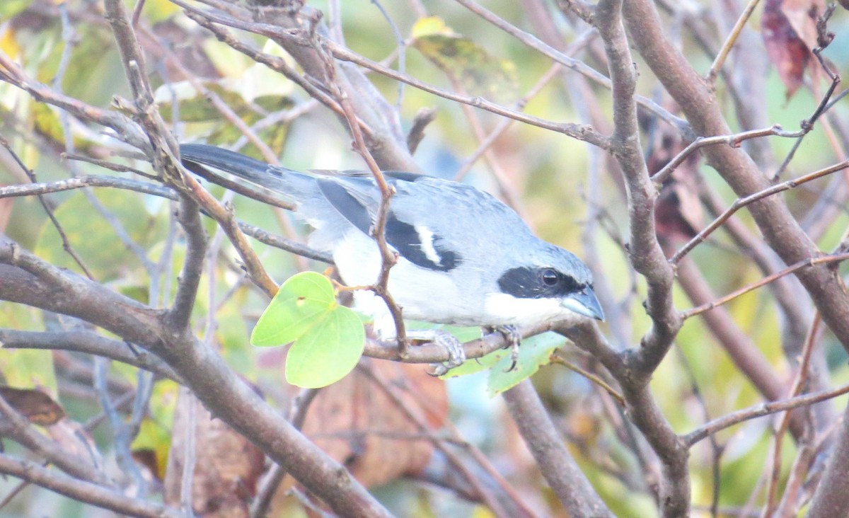 White-banded Tanager - ML608851028