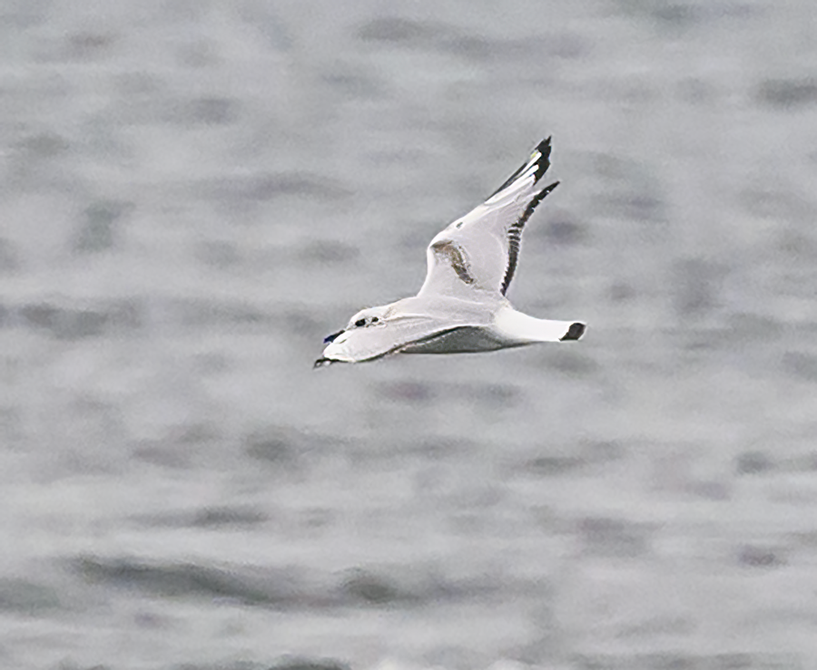 Bonaparte's Gull - ML608851161