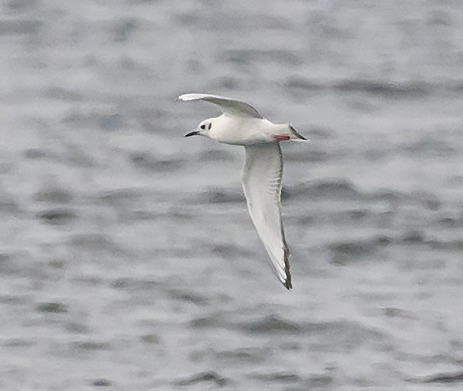 Bonaparte's Gull - ML608851162