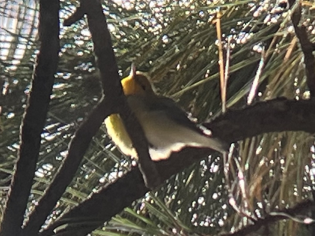 Prothonotary Warbler - ML608851229