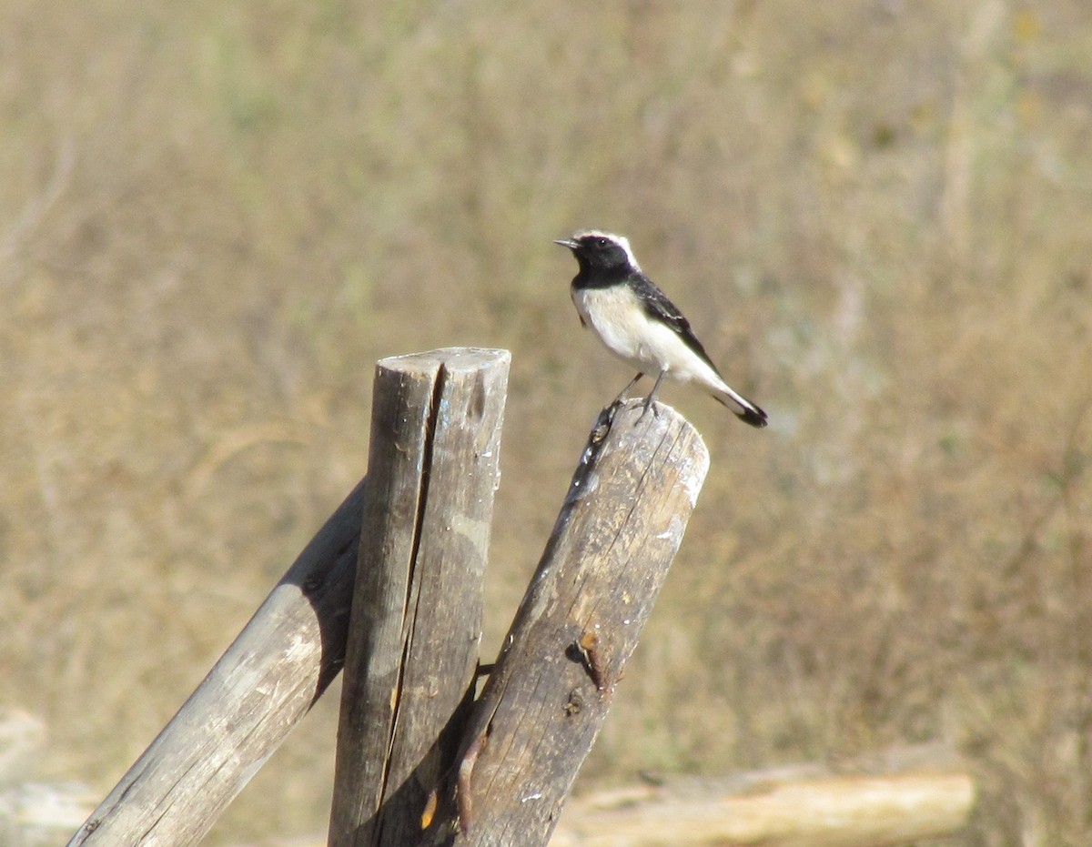 Isabelline Wheatear - ML60885131