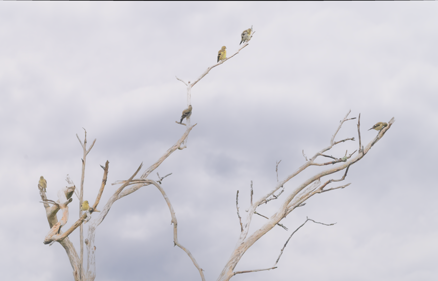 American Goldfinch - ML608851449