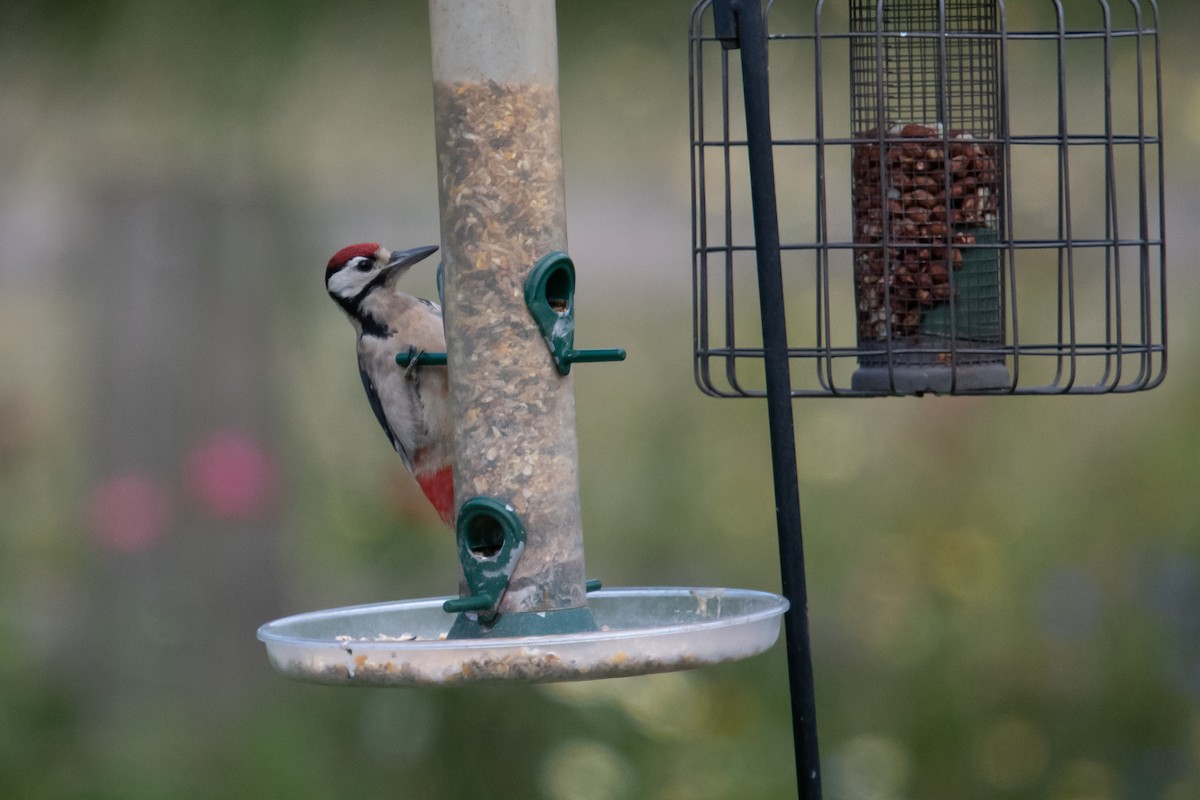 Great Spotted Woodpecker - David Campbell