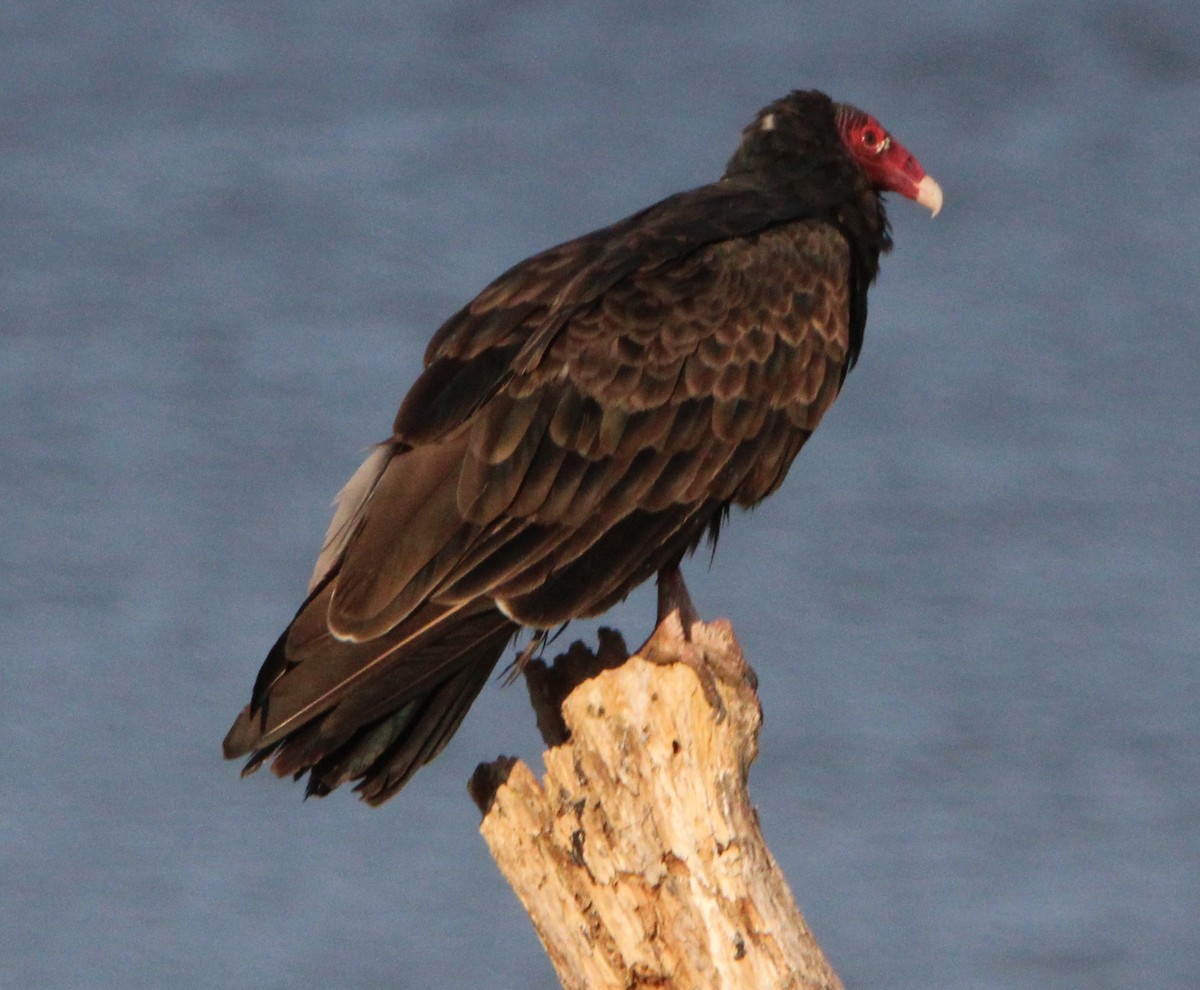 Turkey Vulture - ML608851631