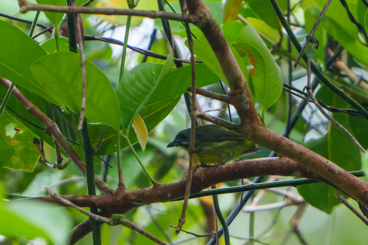 Yellow-breasted Flowerpecker - ML608851635