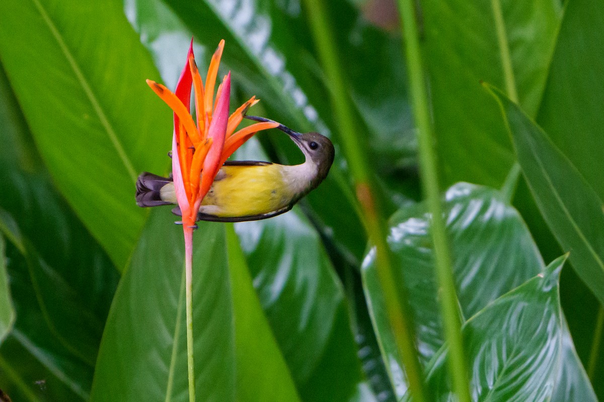 Little Spiderhunter - ML608851677