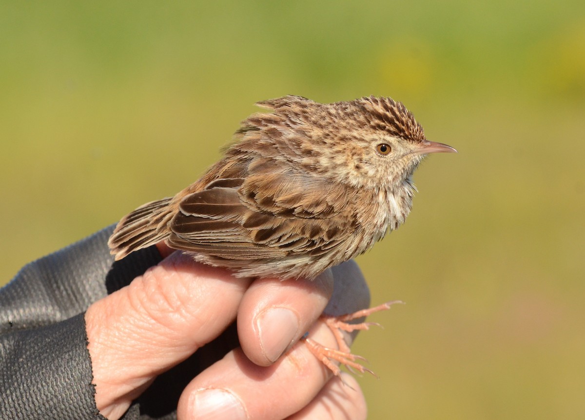 Cloud Cisticola (Cape) - ML608851760