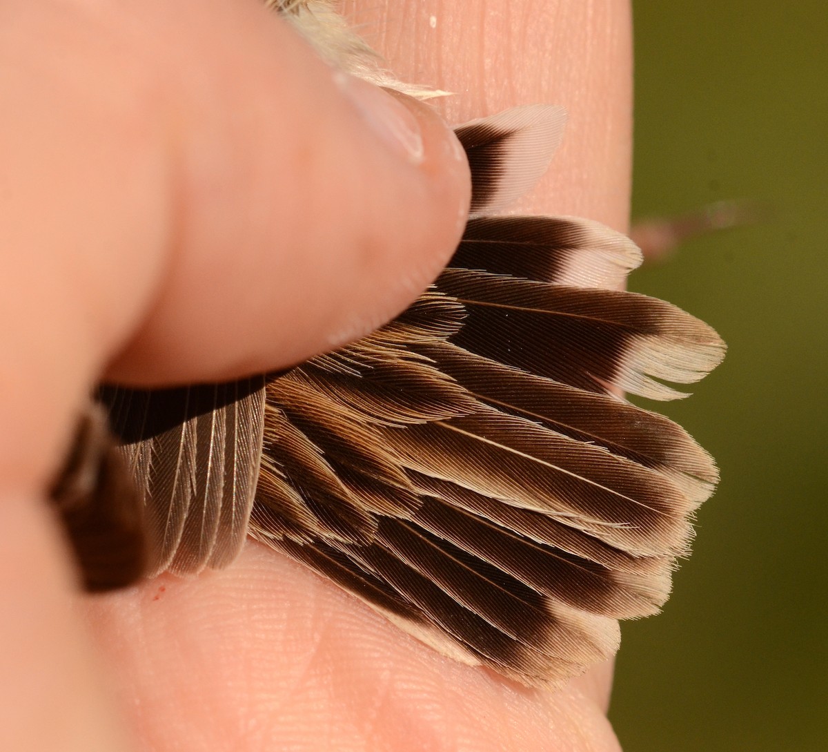 Cloud Cisticola (Cape) - ML608851801