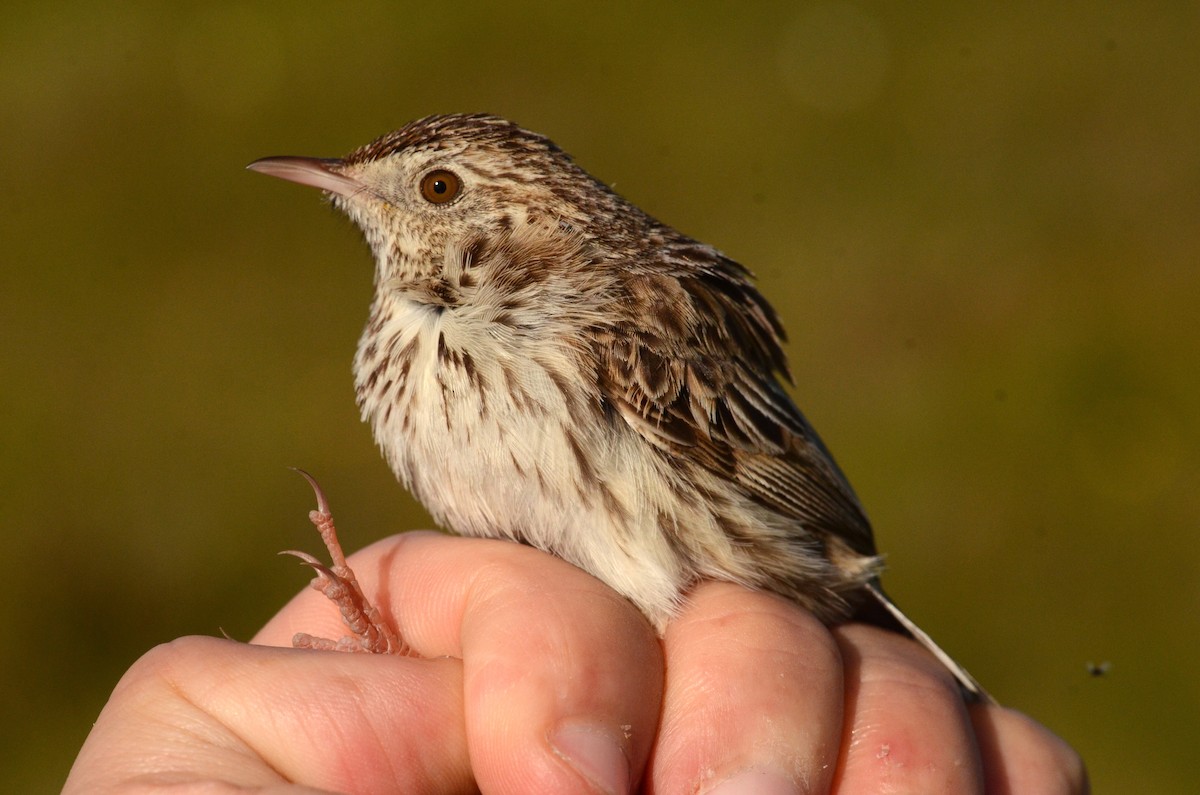 Cloud Cisticola (Cape) - ML608851818