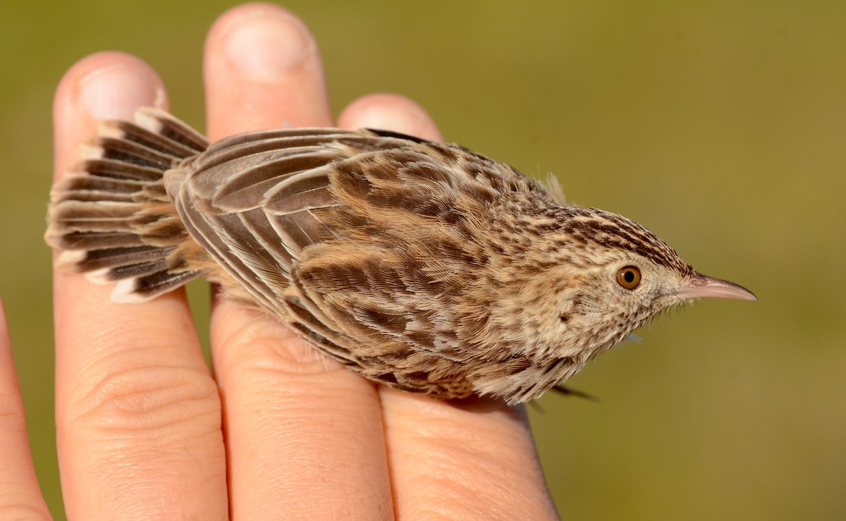 Cloud Cisticola (Cape) - ML608851832