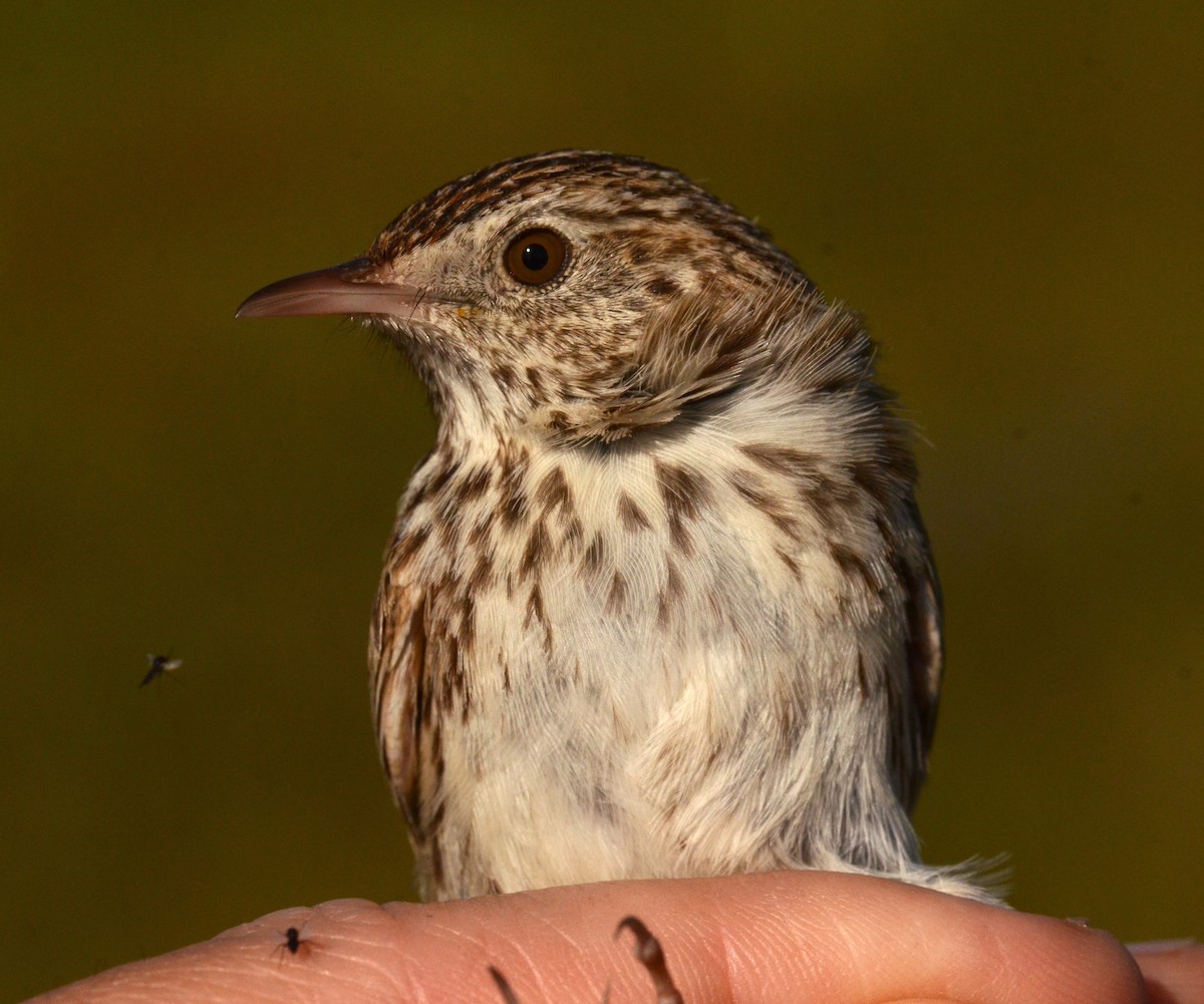 Cloud Cisticola (Cape) - ML608851838