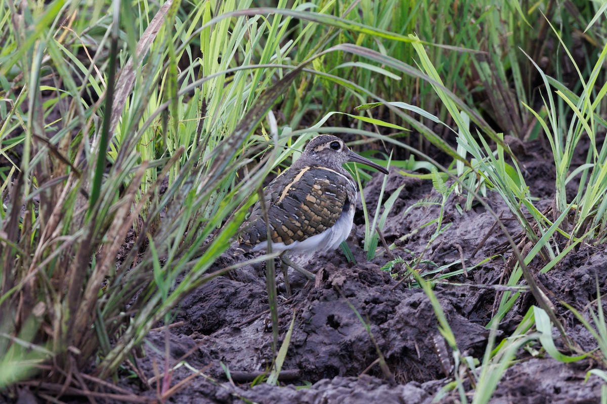 Greater Painted-Snipe - ML608852050