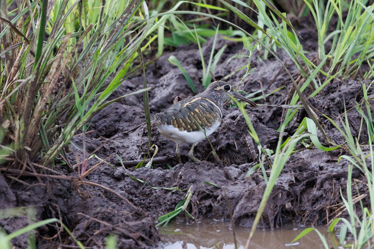 Greater Painted-Snipe - ML608852051