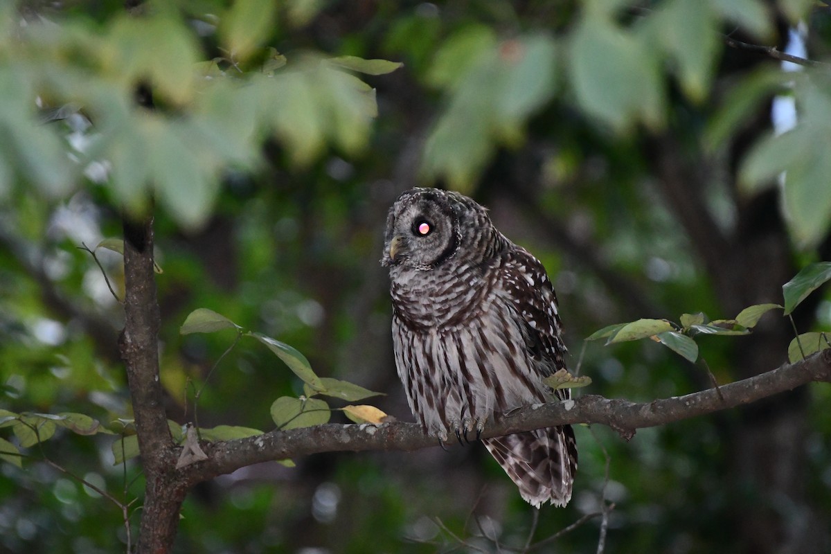 Barred Owl - ML608852071