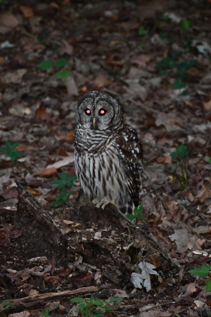 Barred Owl - ML608852072