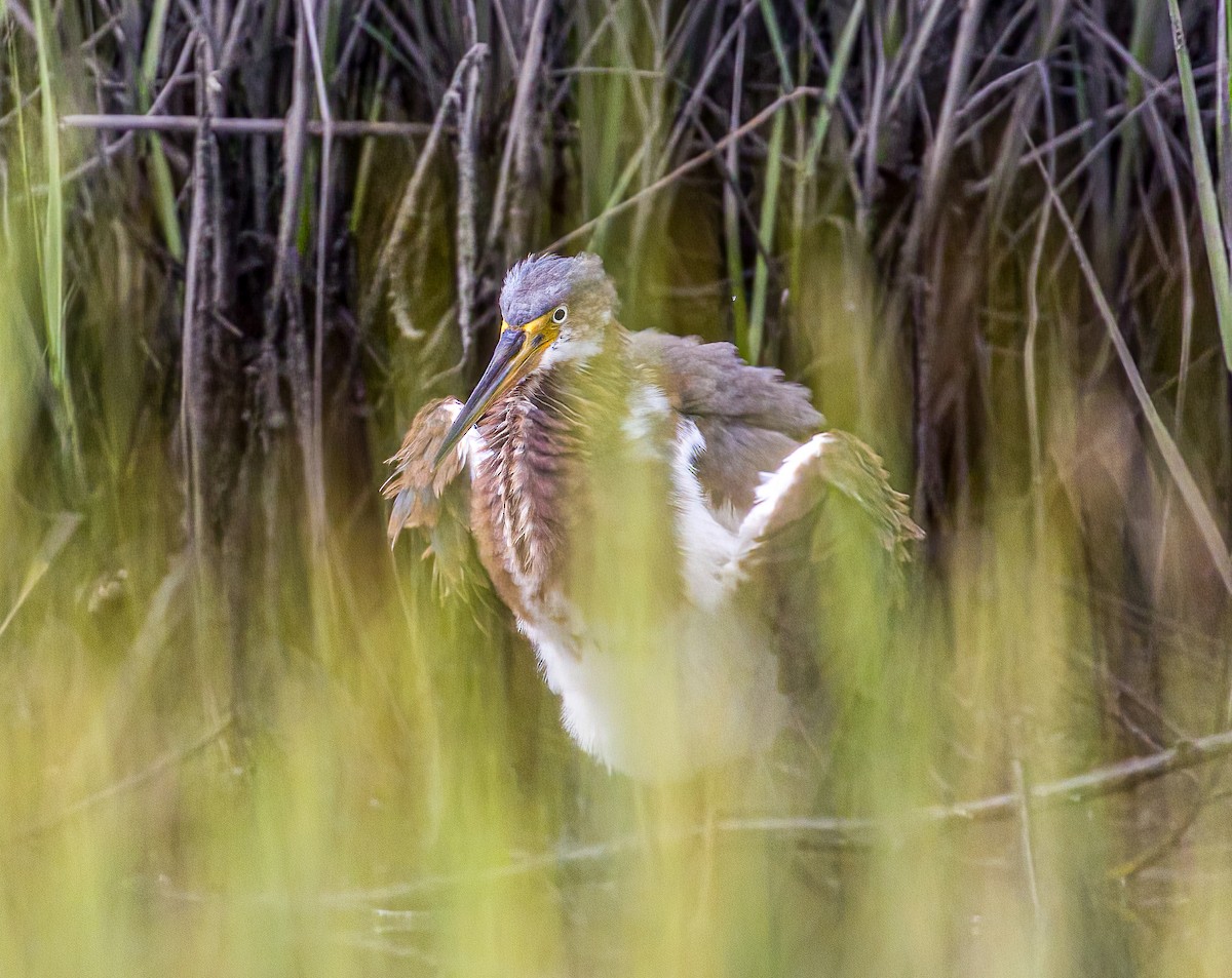 Tricolored Heron - ML608852157