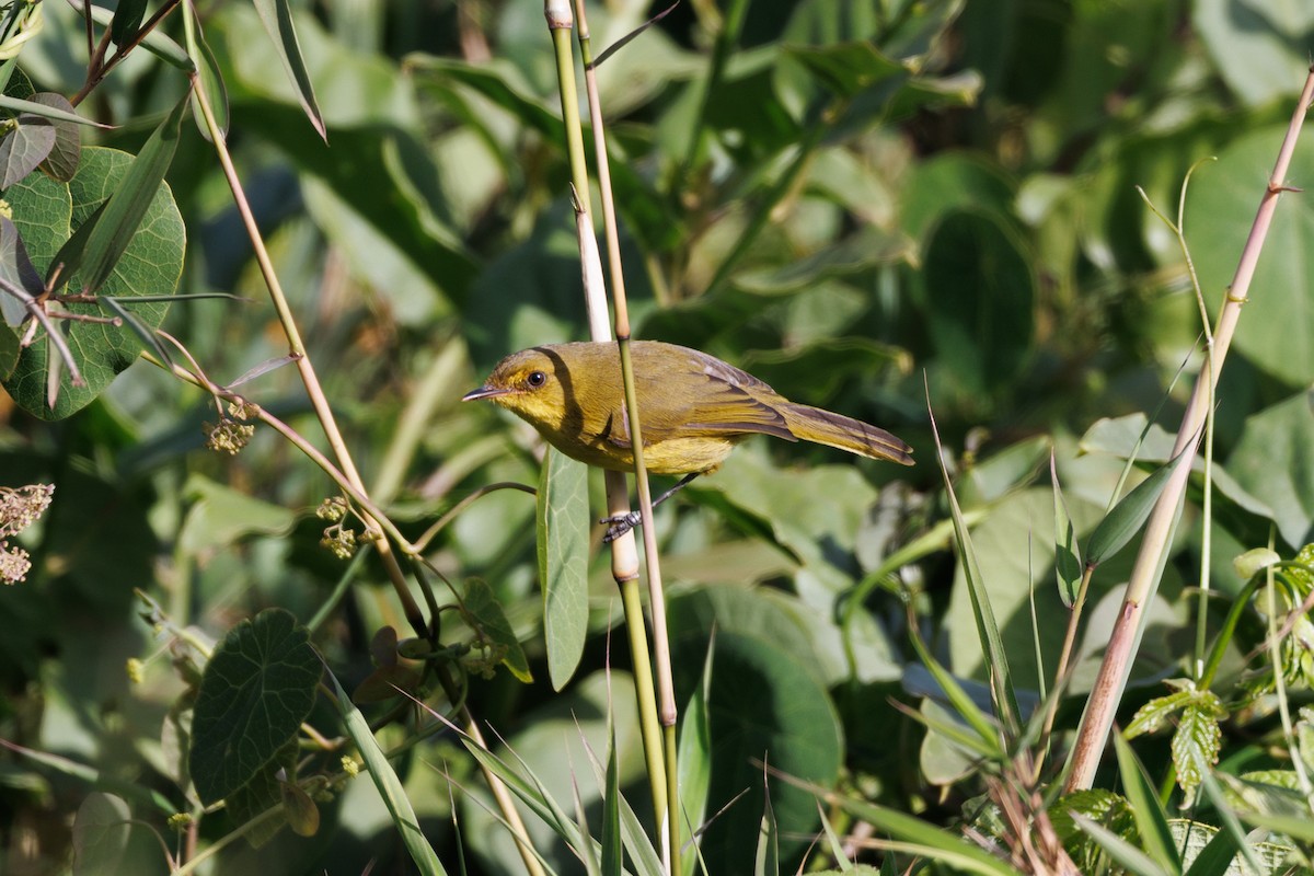 Mountain Yellow-Warbler - ML608852209