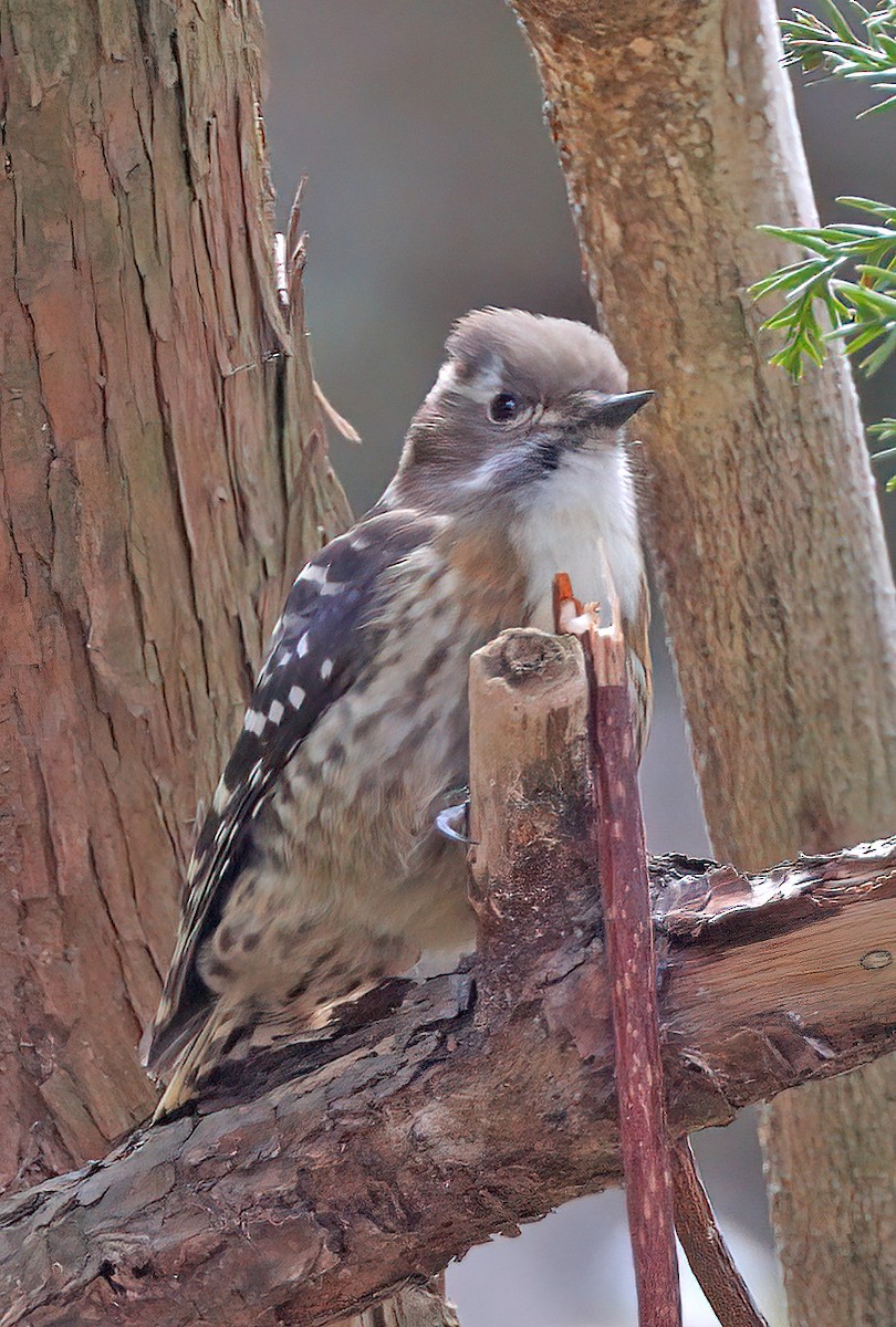 Japanese Pygmy Woodpecker - ML608852302