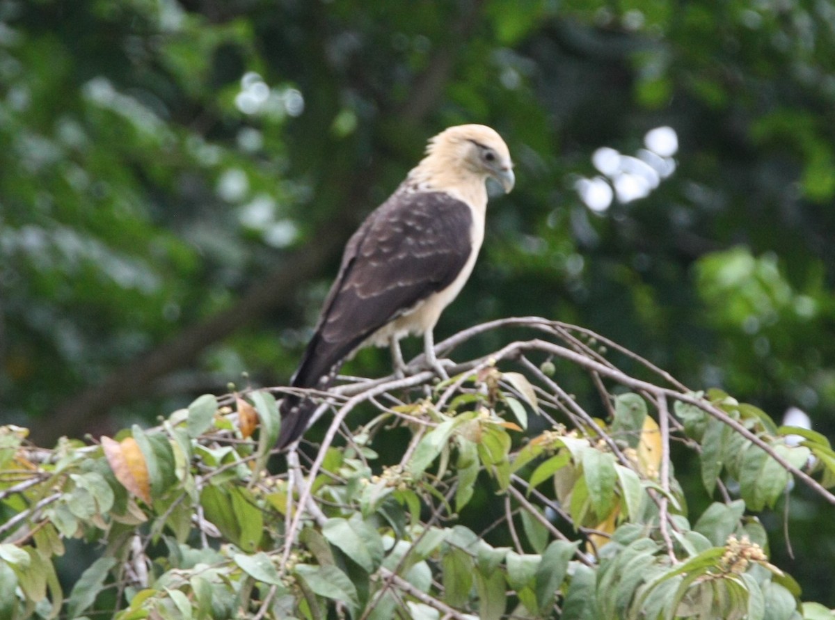 Yellow-headed Caracara - ML608852315