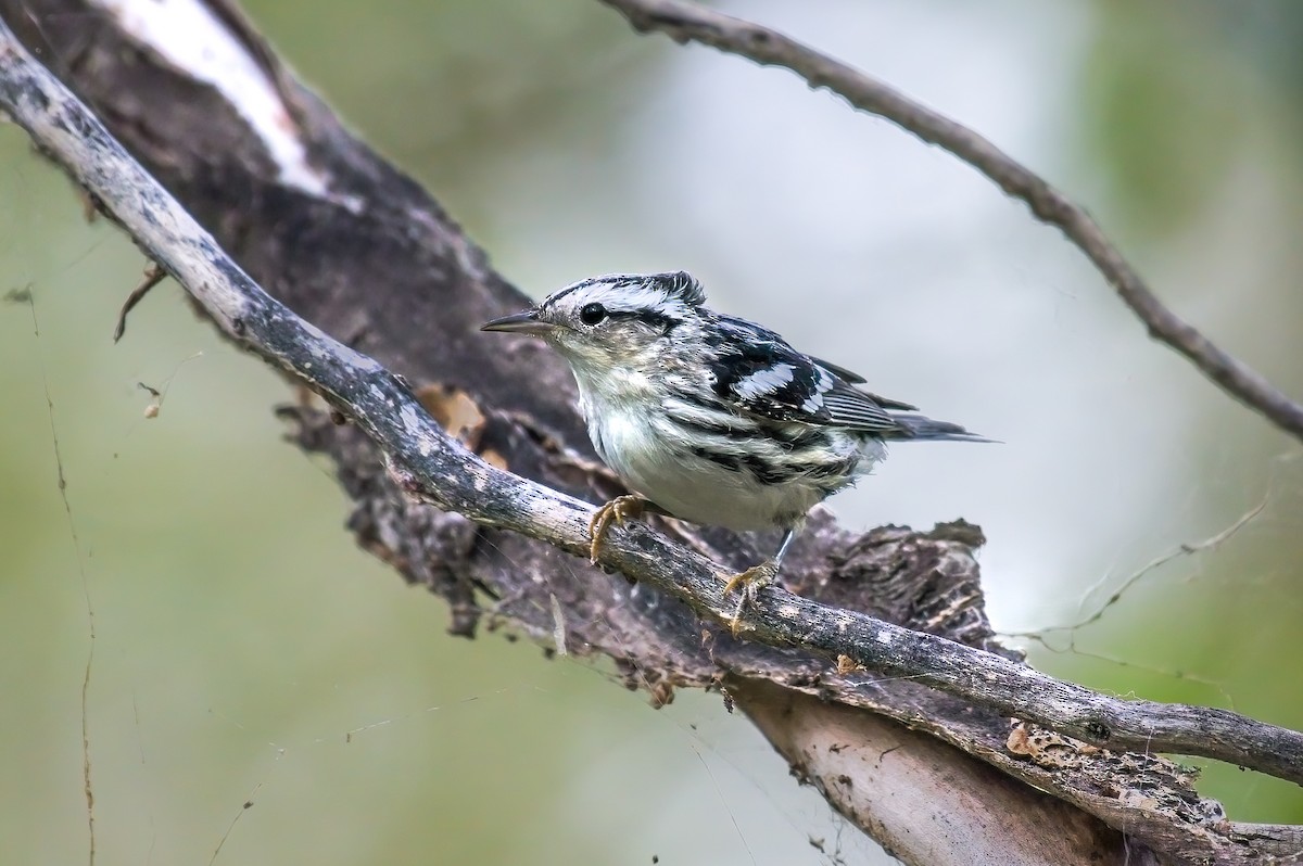 Black-and-white Warbler - ML608852322