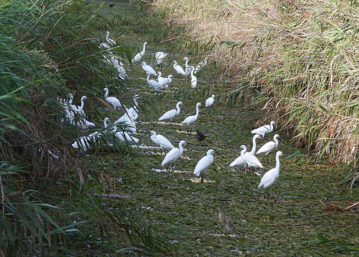 Little Egret - ML608852360