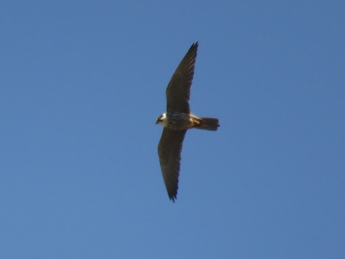 Eurasian Hobby - ML608852396