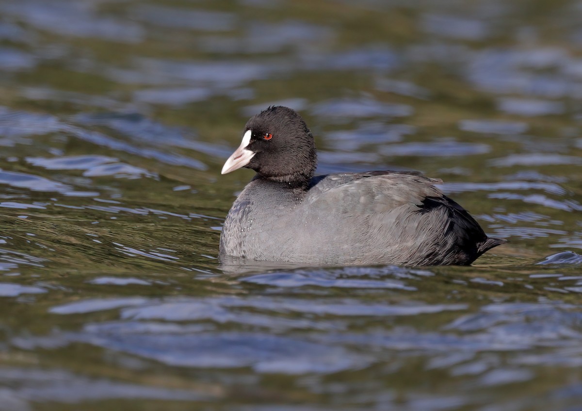 Eurasian Coot - ML608852438