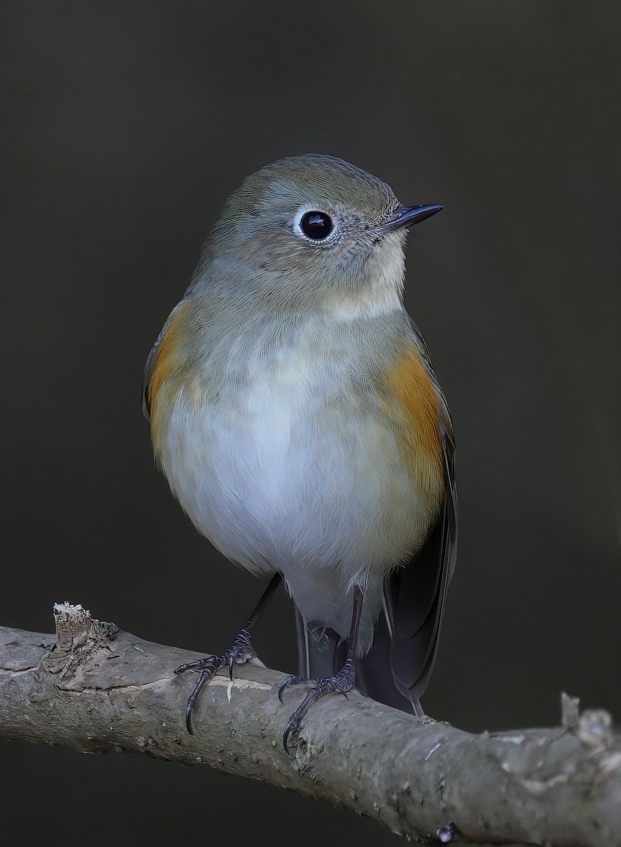 Red-flanked Bluetail - ML608852454