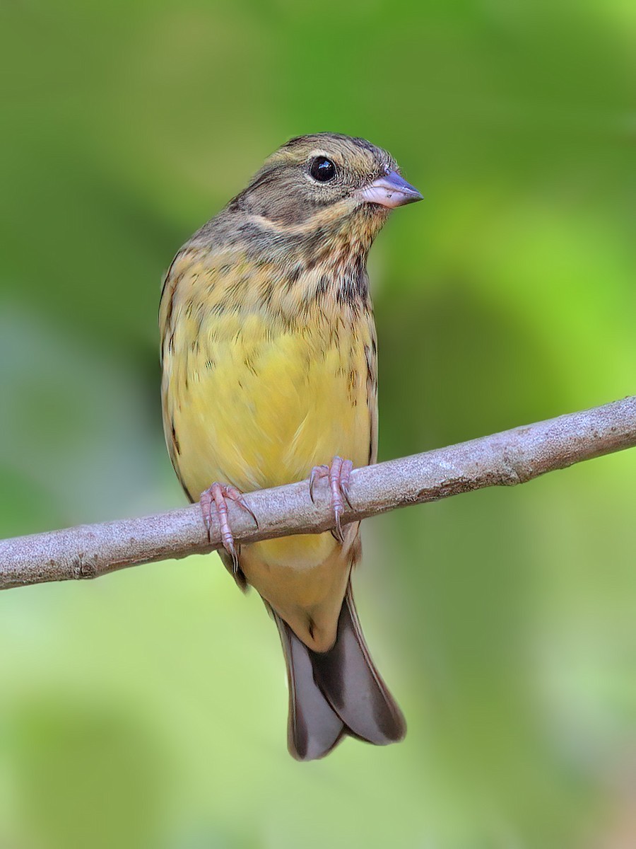 Masked Bunting - ML608852460