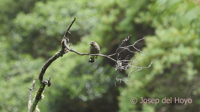 Cotinga à huppe rouge - ML608852510