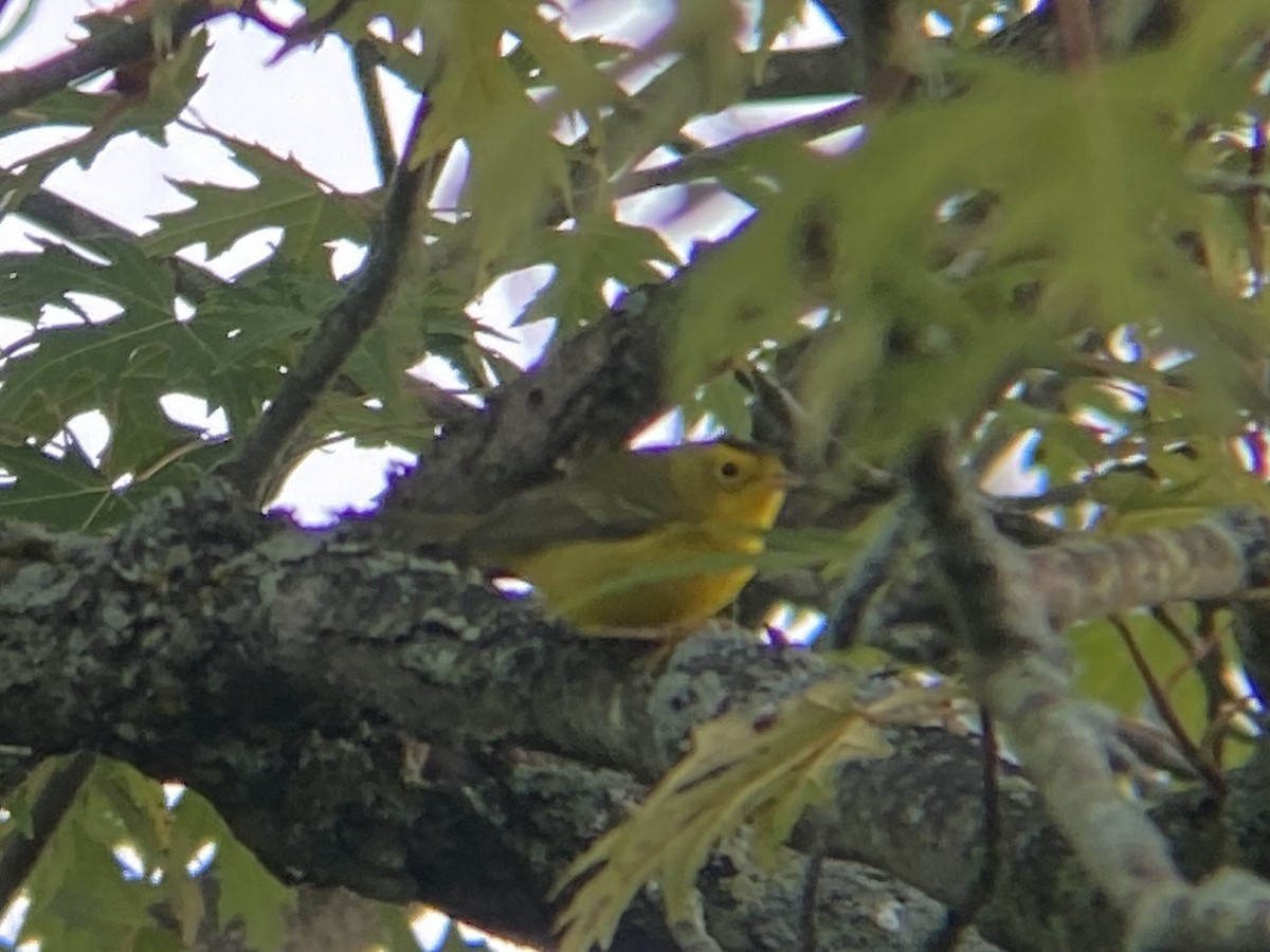 Wilson's Warbler - ML608852513