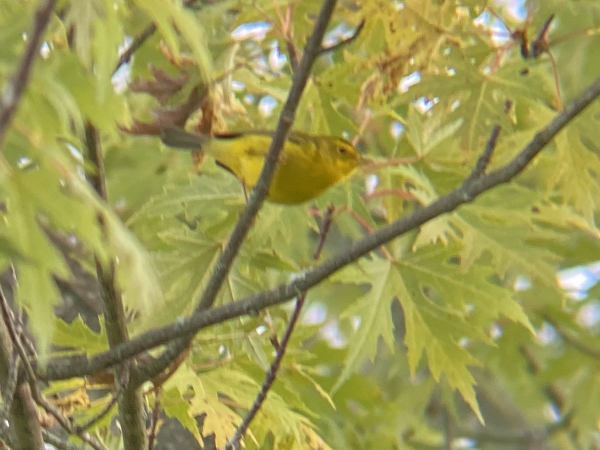 Wilson's Warbler - ML608852514