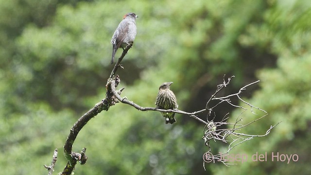 Cotinga à huppe rouge - ML608852572