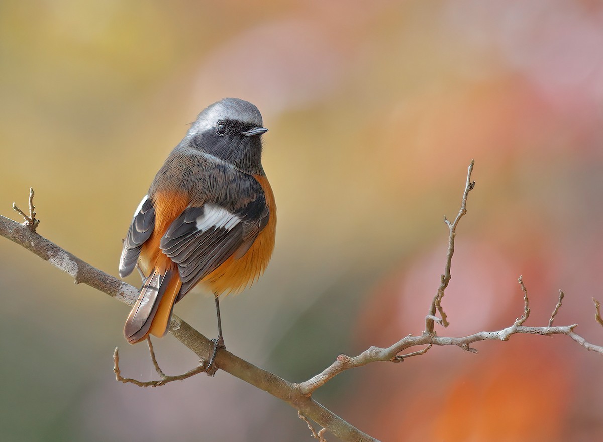 Daurian Redstart - ML608852592