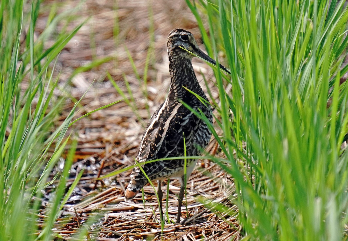 snipe sp. - toshiaki sasama