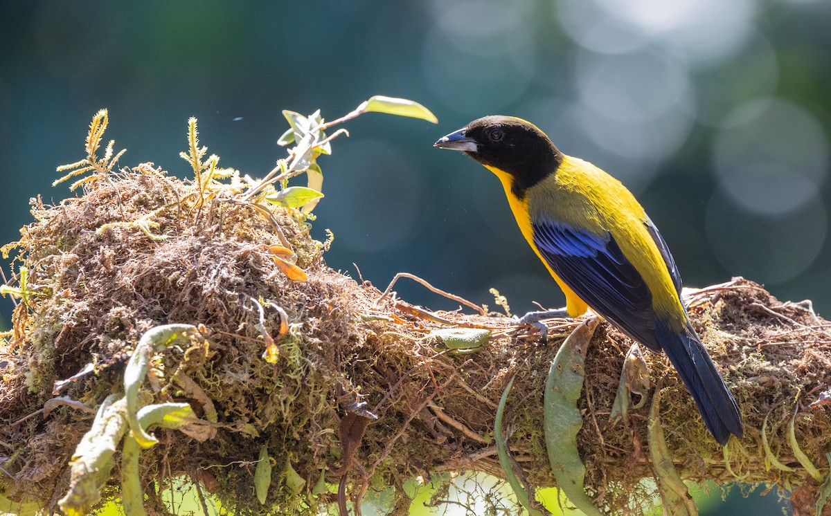 Black-chinned Mountain Tanager - ML608852664