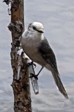 Canada Jay - ML608852813